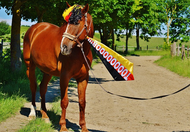 聯賽還是國 聯賽還是國